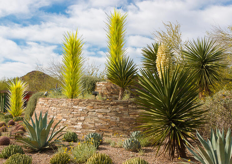 Desert Botanical Gardens